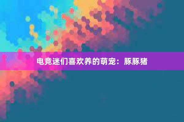 电竞迷们喜欢养的萌宠：豚豚猪